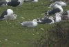 Caspian Gull at Canvey Wick (Steve Arlow) (165397 bytes)